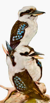 3 kookaburras printed black cotton T Shirt