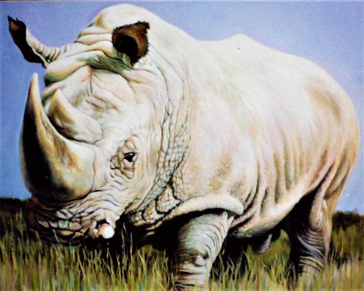 rhino1
